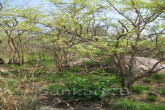 Grewia flavescens